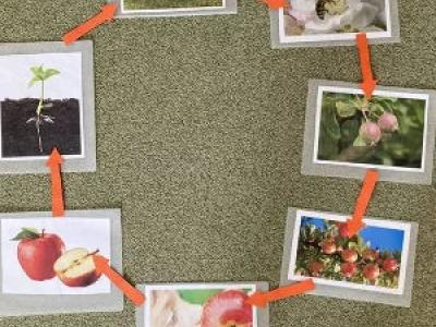 Fotos des Fruchtzyklus