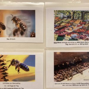 Körperbau der Biene Info